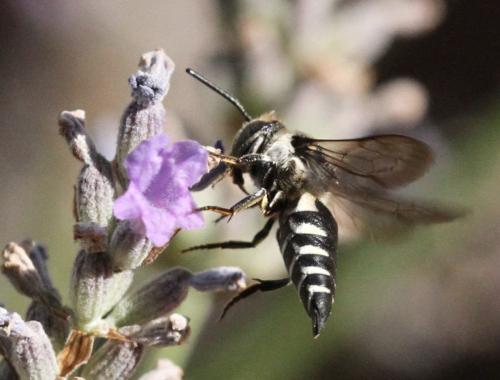 Coelioxys sp.
